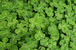 ST. PATRICK'S